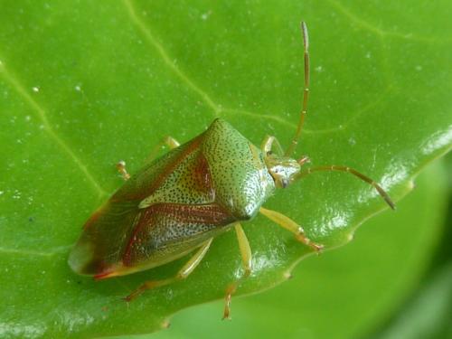 Réf. 185 389 : Elasmostethus sp.